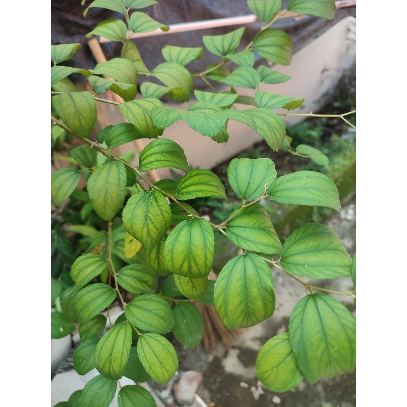 

Daun Bidara Arab Asli Fresh 100 lembar