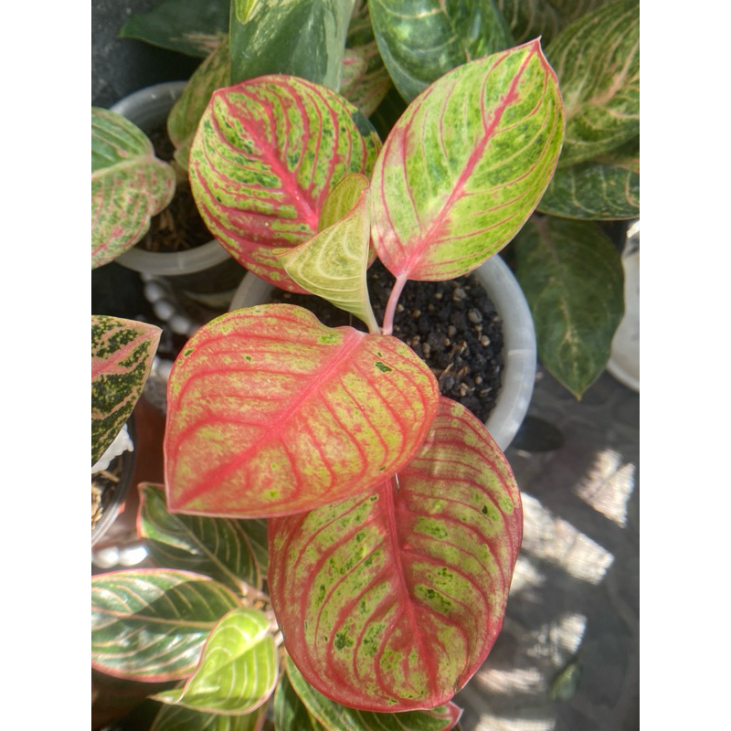 Aglonema Goliat Merah