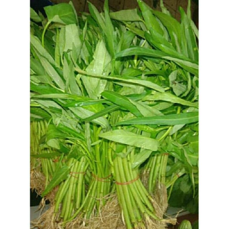 

KANGKUNG SEGAR 1 IKAT