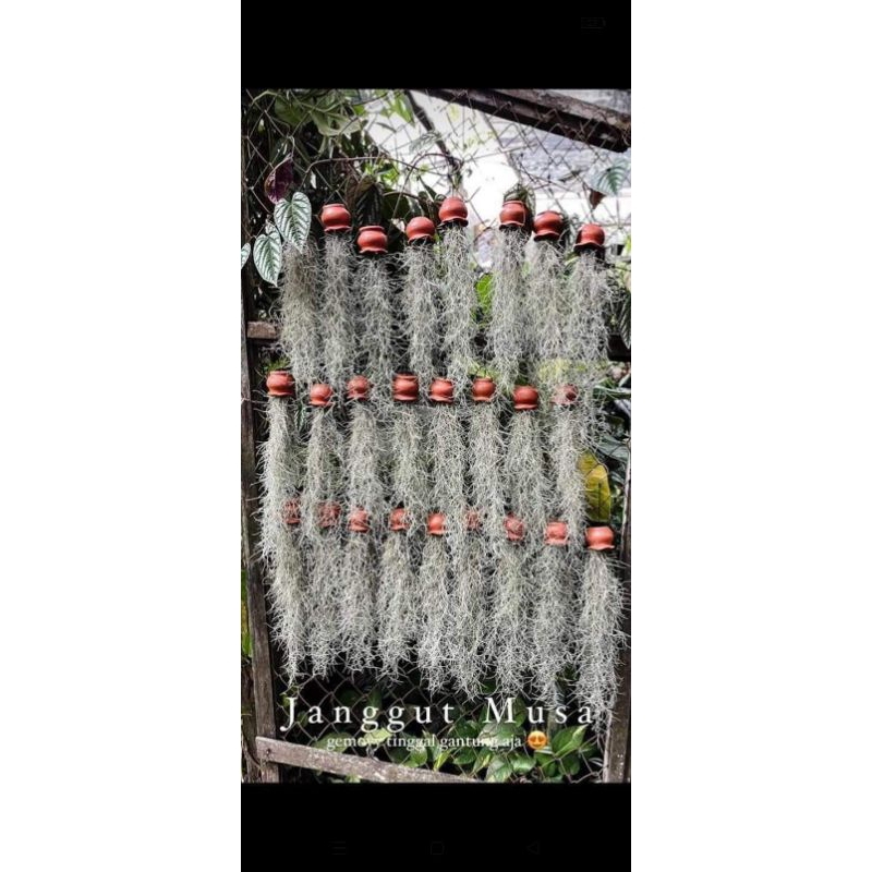 Tanaman hias janggut musa gantung