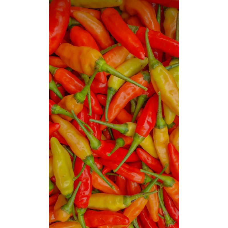 

cabe merah rawit/rawit merah ori super