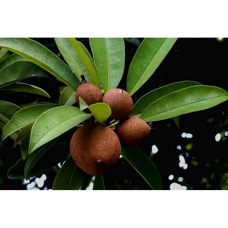 

Buah sawo muda/pentil sawo mentah 1 kg