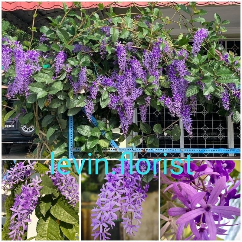 Petrea volubilis ungu / bibit tanaman hias bunga rambat merambat