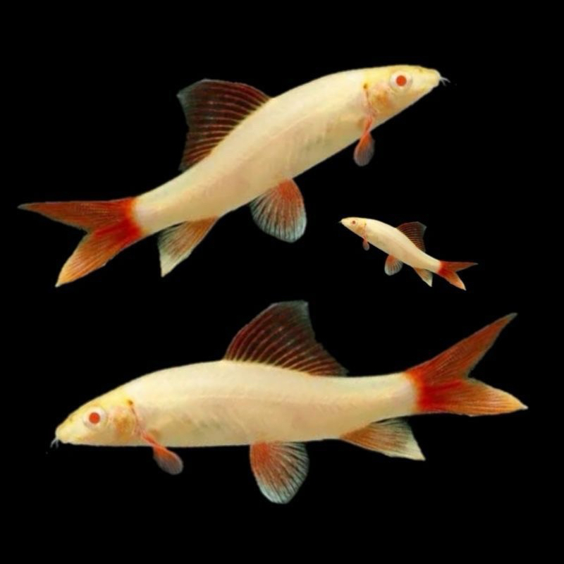 ikan hias hidup red fin shark albino size M pemakan lumut dan alga
