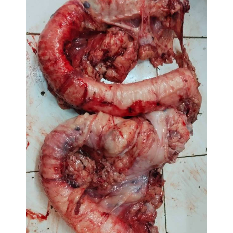 

Tenggorokan Sapi/Tulang muda fresh Lokal 500gr - 1kg
