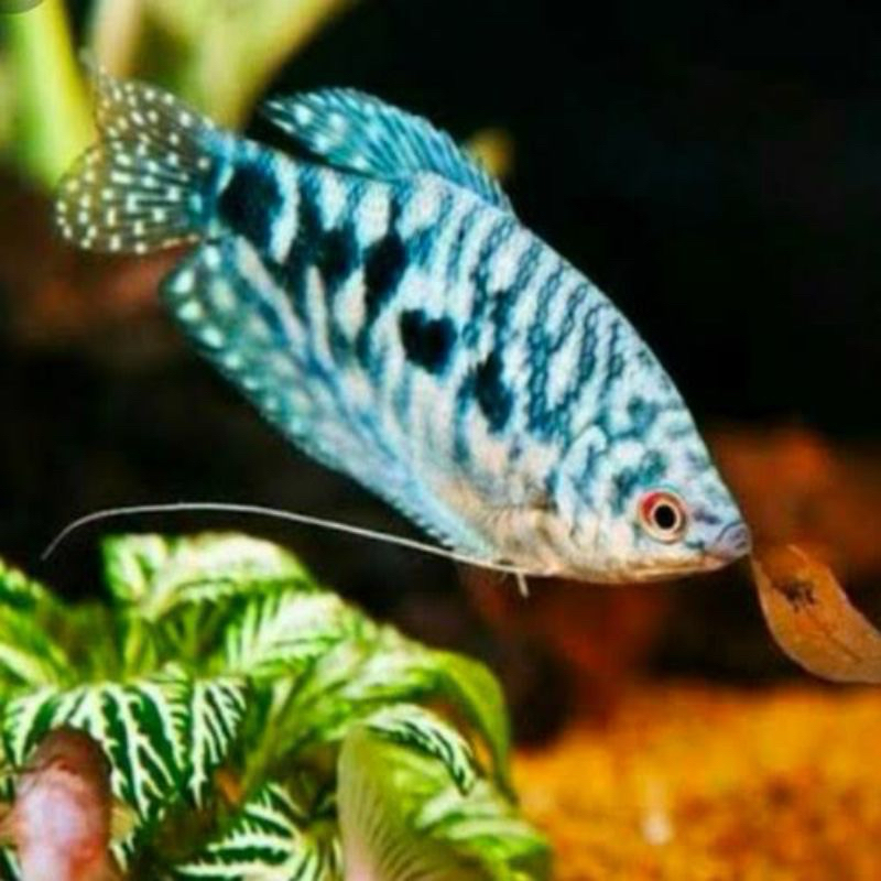 ikan hias hidup sepat biru rosby size M-L