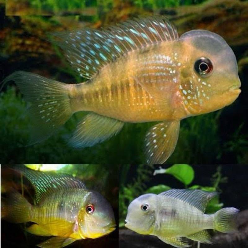 ikan hias hidup tank mate predator american cichlid geophagus balzani size L