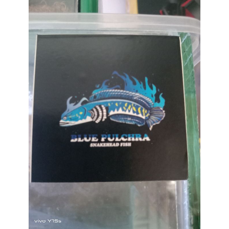 

stiker Channa pulchra