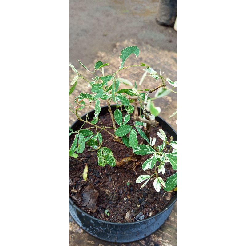 asem londo varigata bahan bonsai