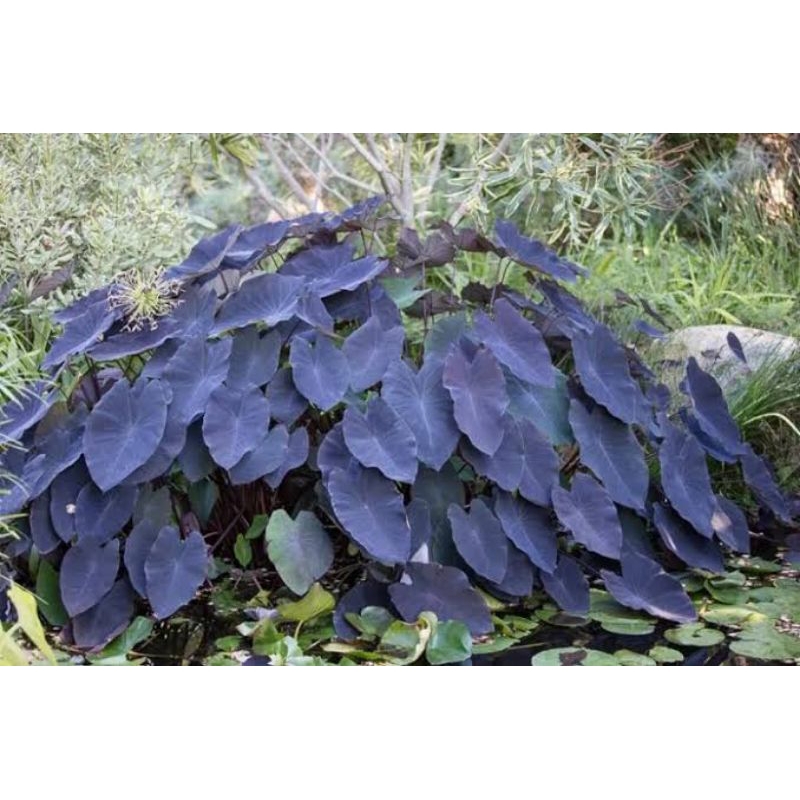 colocasia black magic