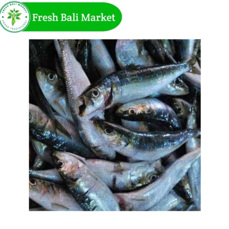 

ikan kocing 500gr-1kg