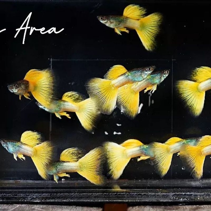 

STIKER GUPPY PINGU 1PAIR