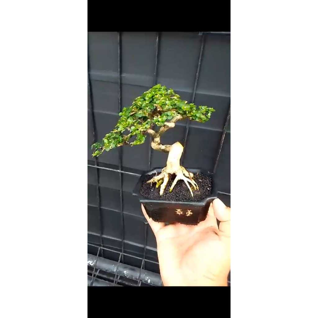 Sancang Mame Pot Keramik