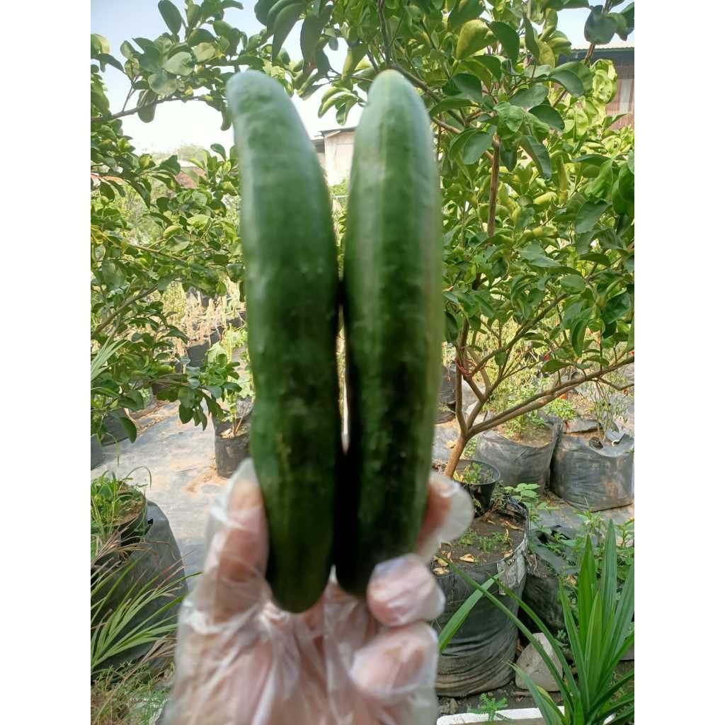 

Nandori Garden Timun Jepang Kyuri Segar 500gr