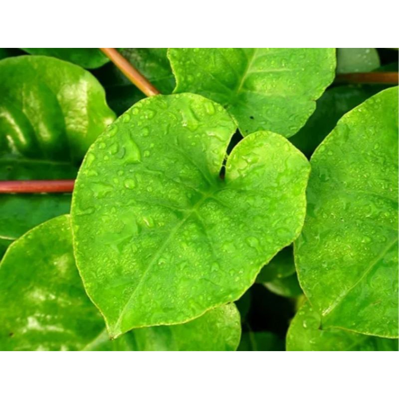 

Daun binahong tanamah obat untuk berbagai penyakit perlembar