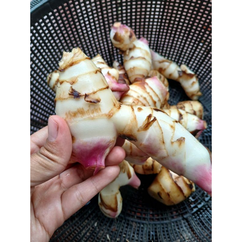 

umbi ganyong 1 kg ready