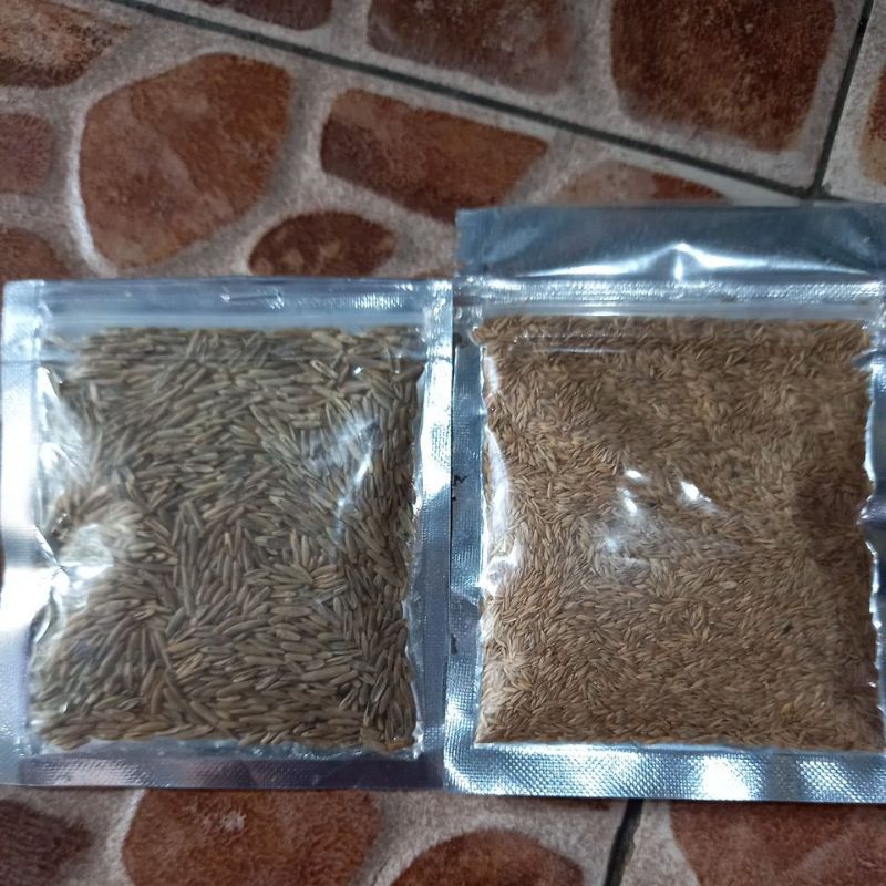 carpet seed - bibit rumput aquascape - big / small fescue