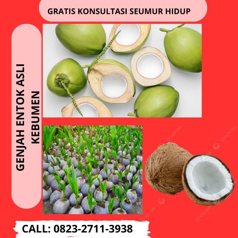Bibit Kelapa Genjah Entok Kebumen, Bibit Kelapa Genjah Entok Super Besar, Bibit Kelapa Genjah Entok