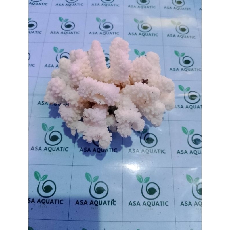 Karang Laut Terumbu Karang Hiasan Aquarium Aquascape