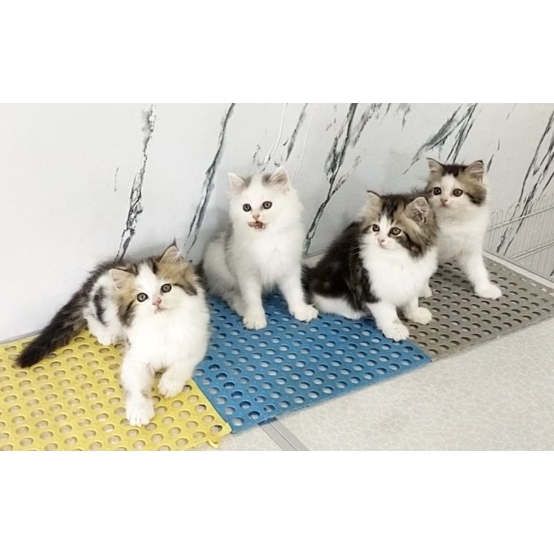 Kitten Persia flatnose jantan dan betina