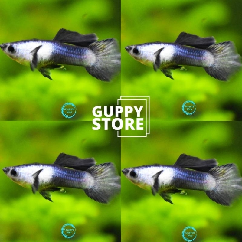 

EXTRA FREE PECKING MIN1 PANDA