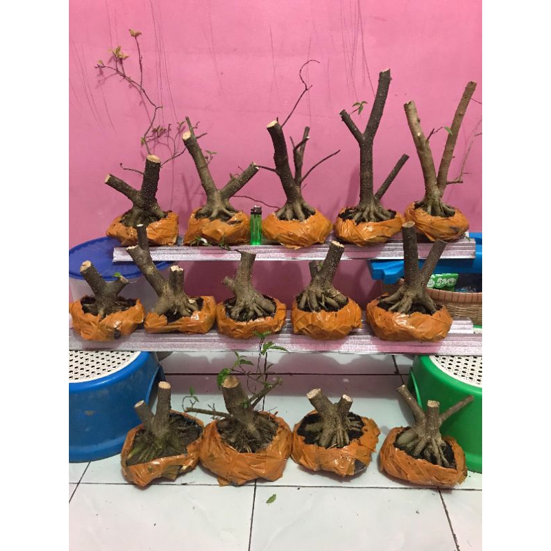 Anting Putri prokar / bahan bonsai anput mame