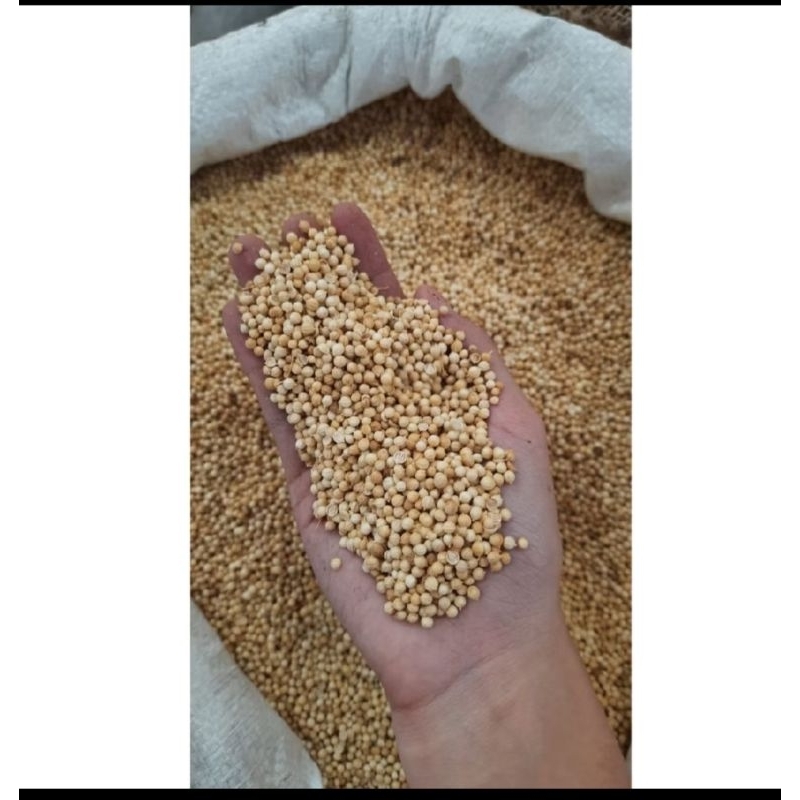 

ketumbar biji 500gr
