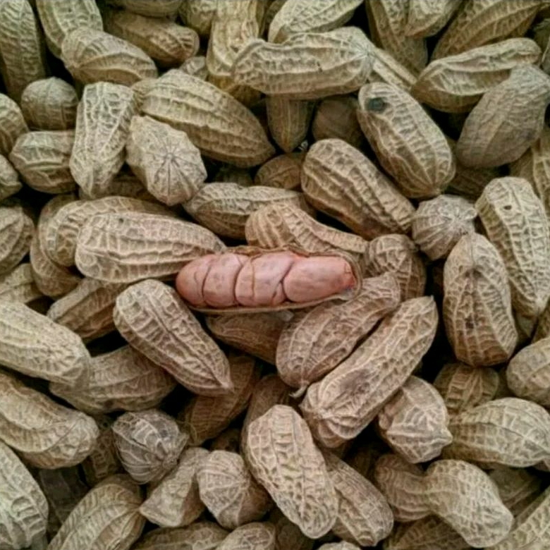 

KACANG SANGRAI OVEN 500 GRAM TERMURAH