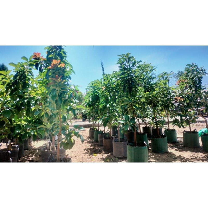 Tanaman Alpukat Tabulampot Siap Berbuah Jenis Red Vietnam, Miki, Aligatot, Markus