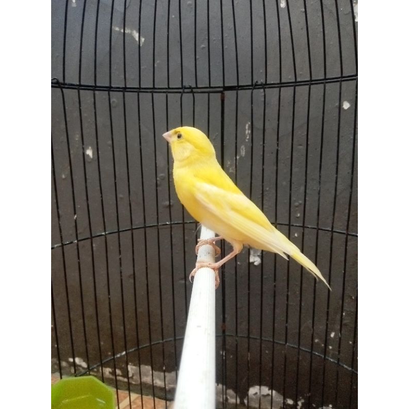 kenari paud loper ngeriwik jamin jantan