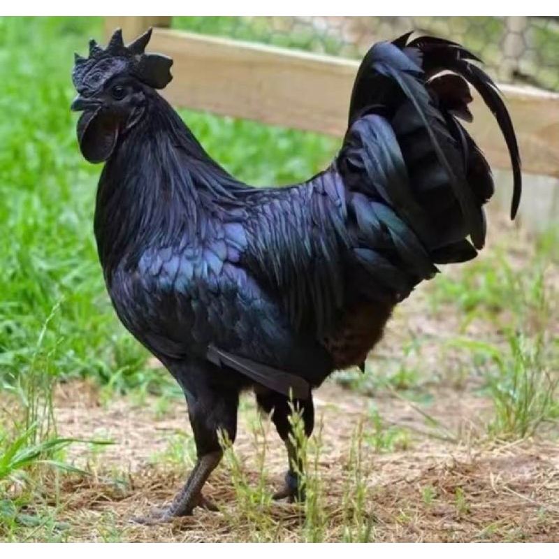 

TELUR AYAM BANGKOK TANGGUH EKOR LIDI UNTUK DITETASKAN