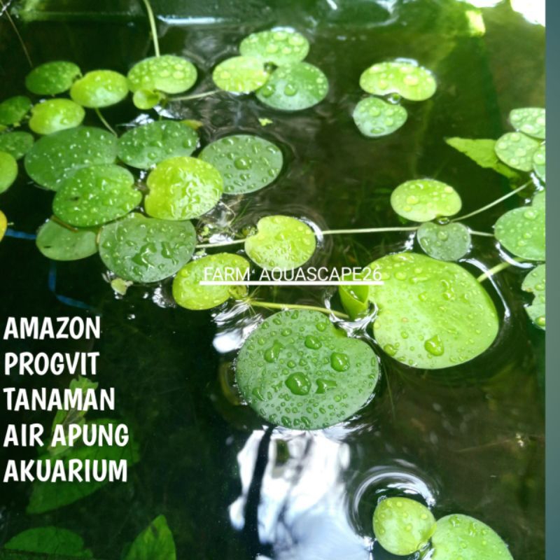 Amazon frogbit/tanaman apung hiasan aquarium