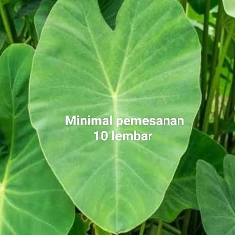 

Daun talas lompong segar buntil perlembar di ambil dadakan