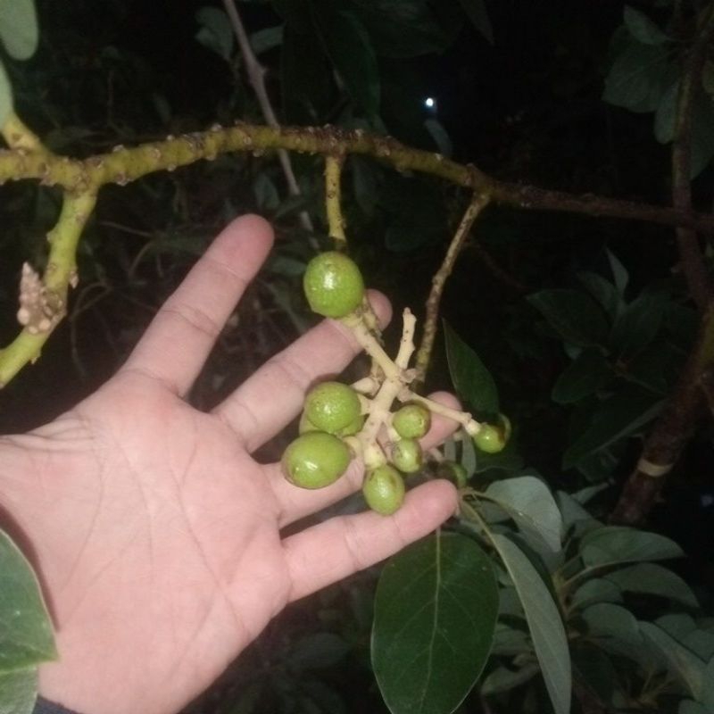 BIBIT ALPUKAT BERBUNGA LEBAT INDUKAN