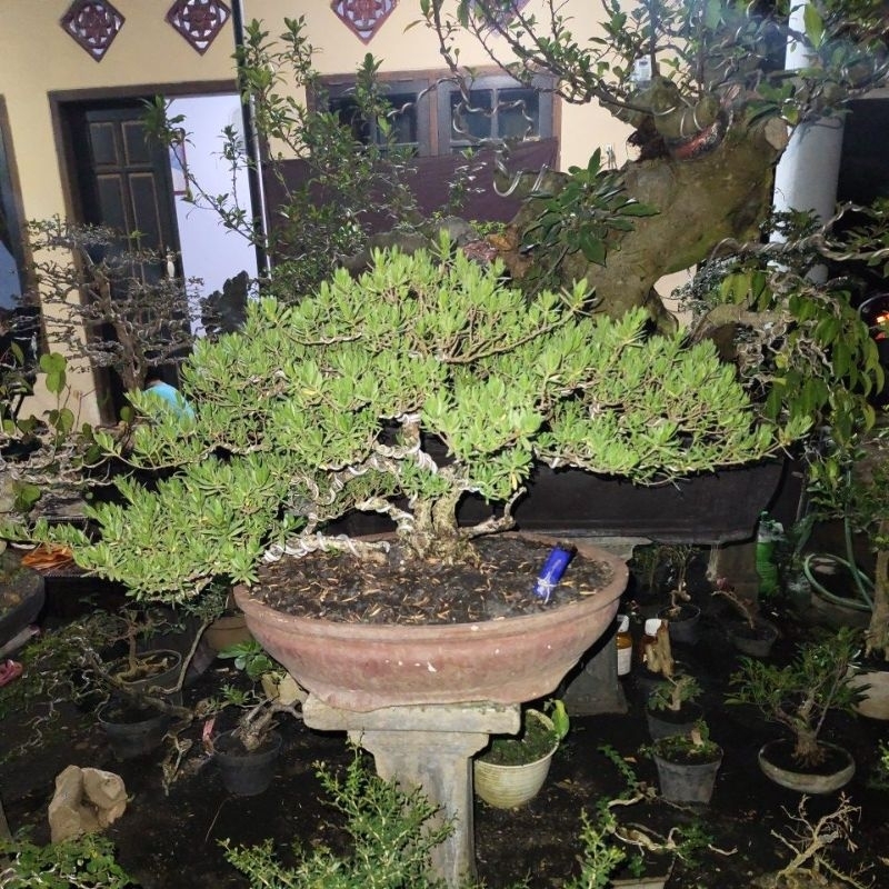 BONSAI SANTIGI SESUAI FOTO