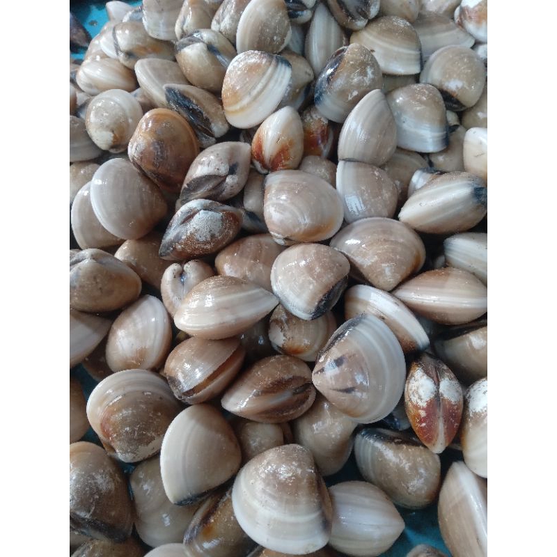 

KERANG TAHU/KEPA FRESH