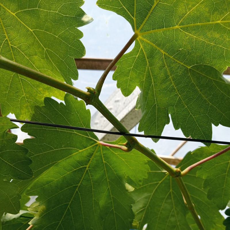 entres anggur import valid