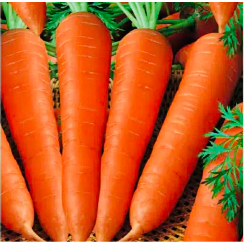 

wortel Berastagi fresh