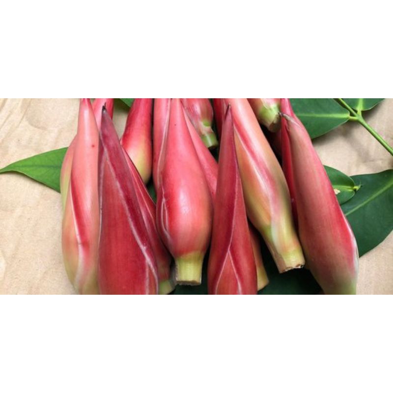 

bunga kecombrang atau boros segar 500 gram