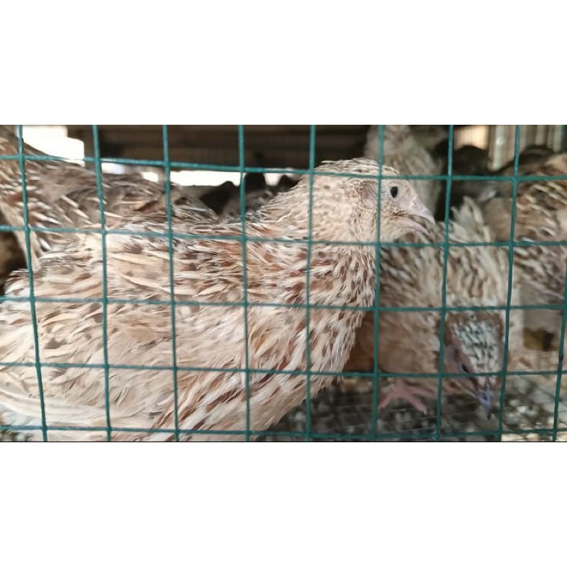 

Telur Fertil Tetas Puyuh Autum,blaster,malon Sortir