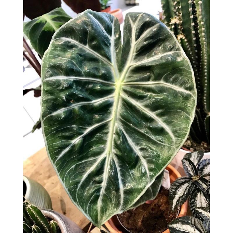 Alocasia bambino silver-alocasia bonggolan viral