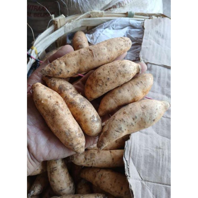 

ubi madu cilembu (ubi kecil) 1kg