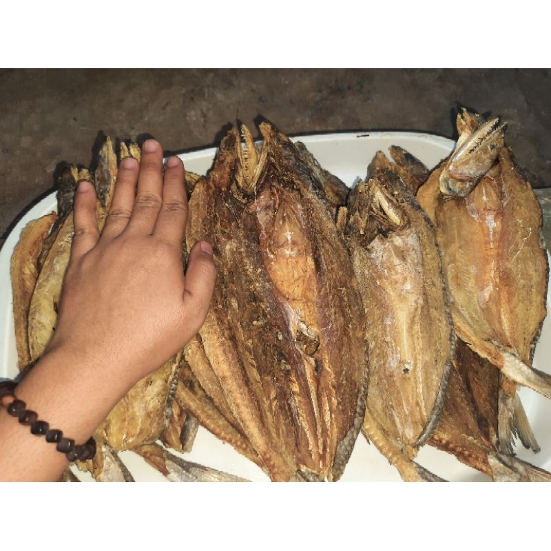 

Ikan Asin Gabus Laut 500gr asli Besuki, Situbondo