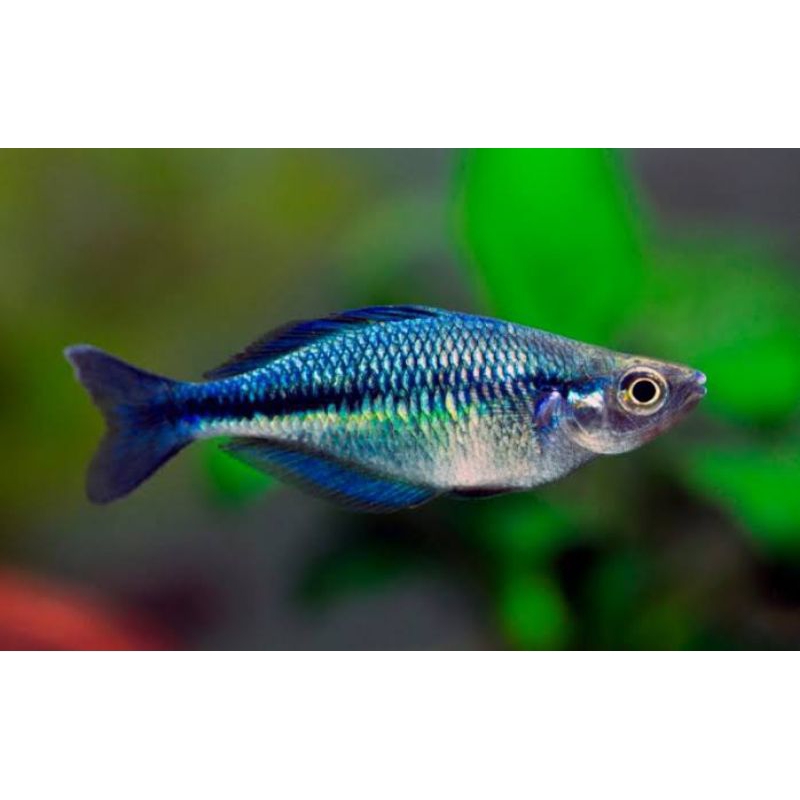 ikan rainbow biru lacustris aquascape