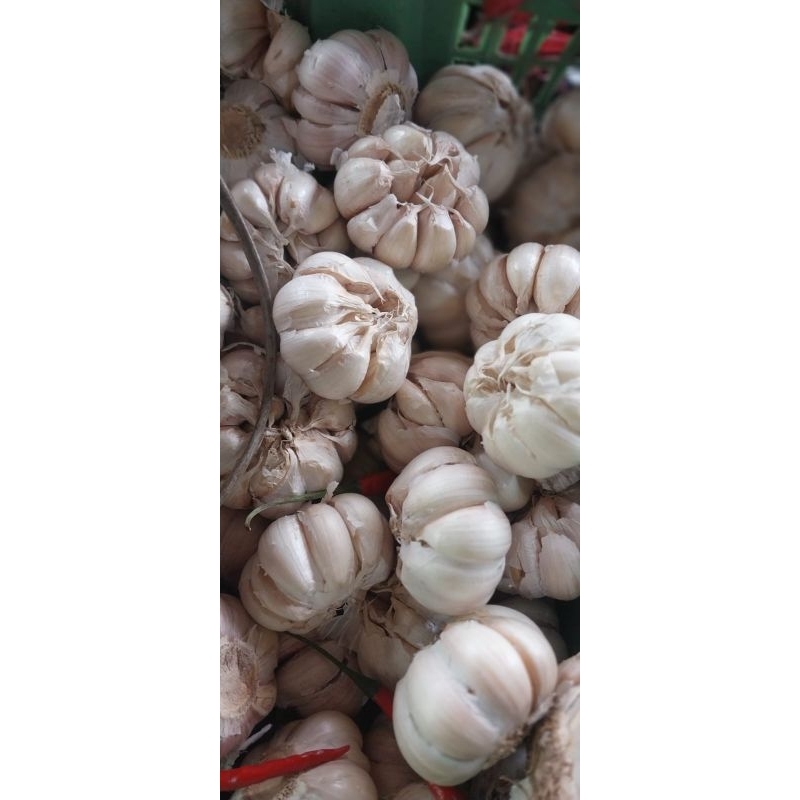 

Bawang putih 500 gram