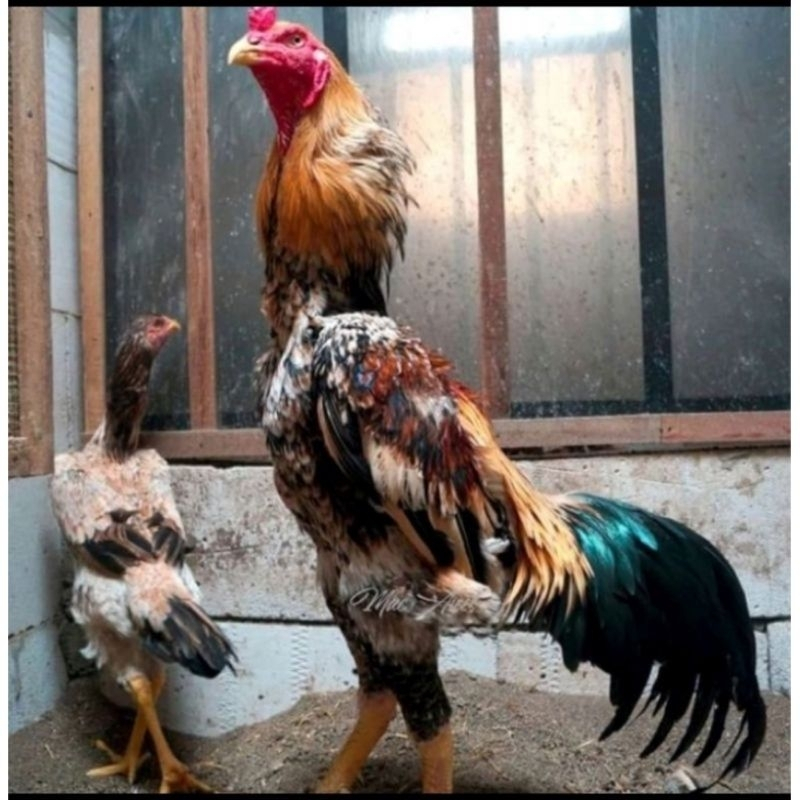 telur tetas ayam shamo japan