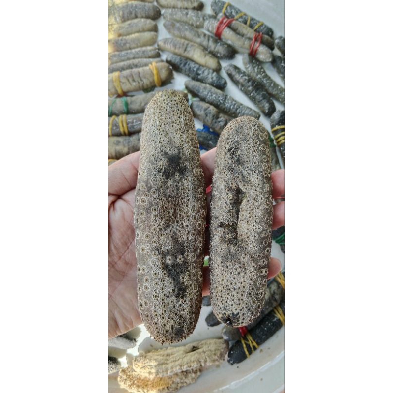 

sea cucumber teripang bintik kering