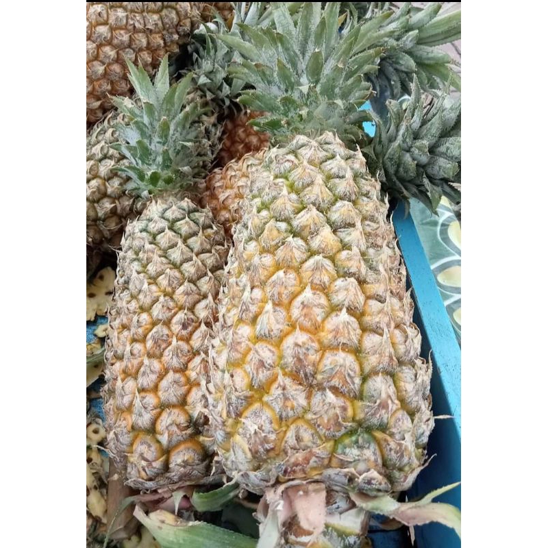 

nanas manis khas tarakan