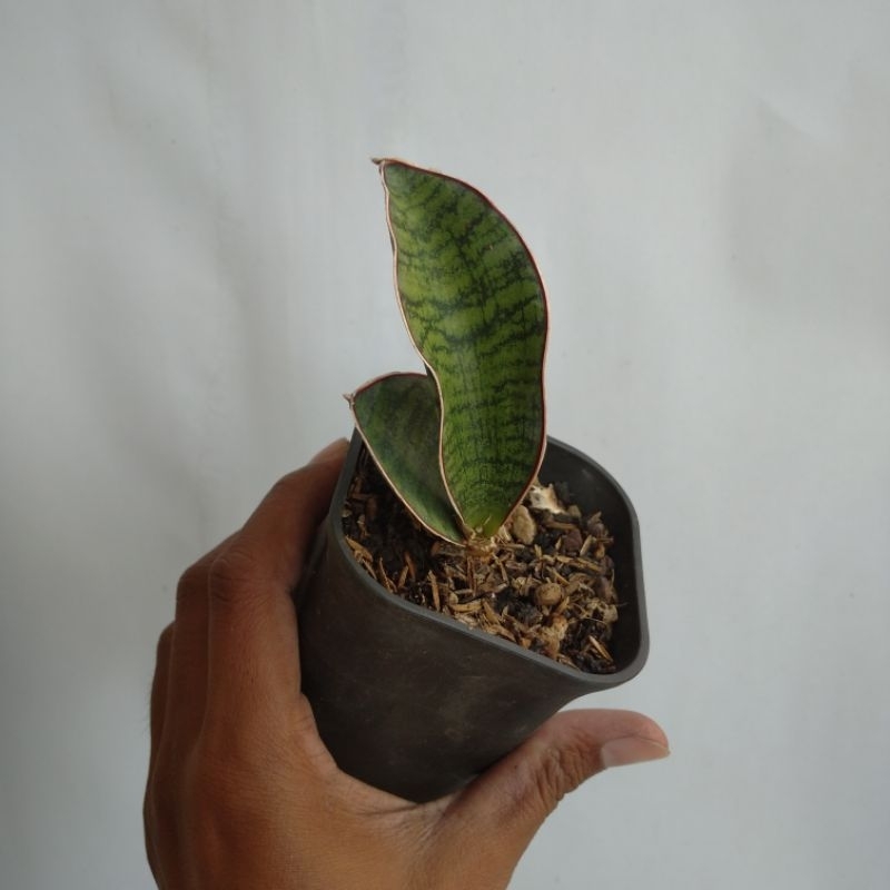 sansevieria eyl somalia (mouse ear)