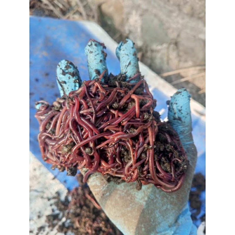 Cacing Tanah Hidup Prionik Gesit